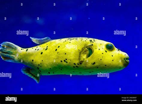 Fugu Fish In Natural Conditions Stock Photo Alamy