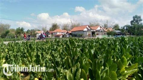 Produk Tembakau Yang Dipanaskan Ternyata Berbeda Dengan Rokok