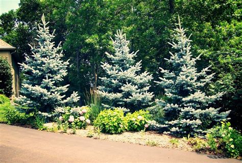 Frontyard Landscapes Blue Tree Landscaping Landscape Blue Spruce Tree