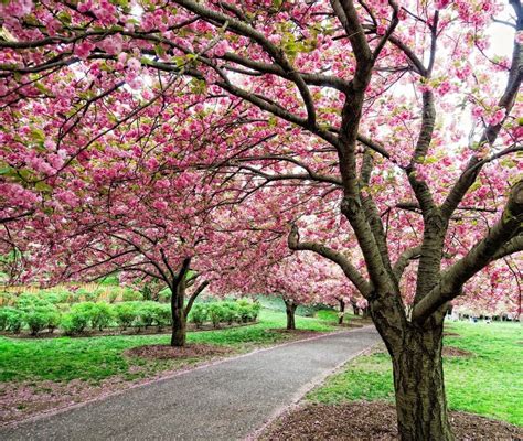 Cherry Blossom At The Brooklyn Botanical Garden Brooklyn Botanical