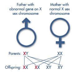 Amoeba sisters genetic drift answer key pdf : biology anchor charts | Cladogram Worksheet Answer Key | Biology Helps | Pinterest | Anchor ...