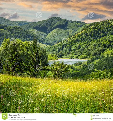Pine Trees Near Meadow In Mountains Stock Photo Image