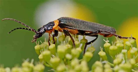 Beneficial Insects Good Bugs To Encourage In Your Garden Hagearbeider