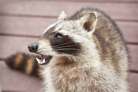 b c woman calls police after aggressive raccoon blocks her house vancouver is awesome