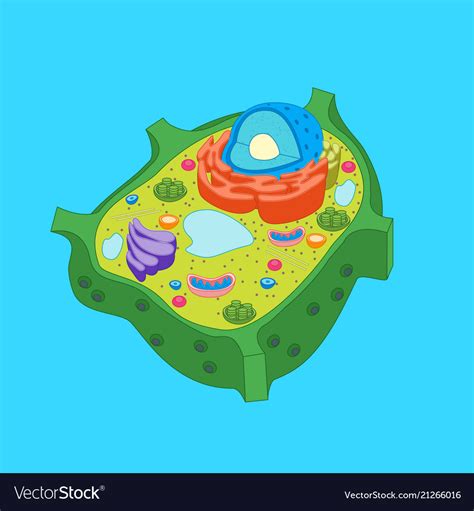 Cartoon Plant Cell Anatomy Banner Card Poster Vector Image