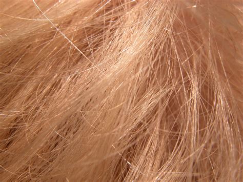 Imageafter Textures Fur Hair Hairy Macro Blond Rough