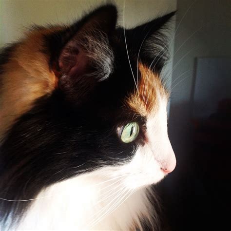 Norwegian Forest Cat ~ Calico Penny ️ Norwegian Forest Cat Forest