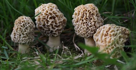 Wild Mushroom Foraging Certification In Michigan