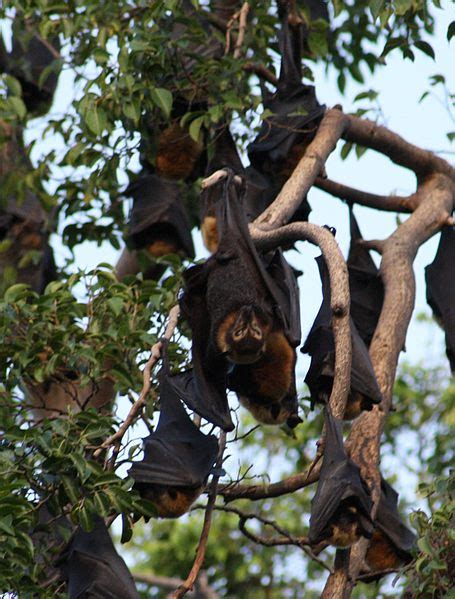 Spectacled Flying Fox Facts Spectacled Fruit Bat