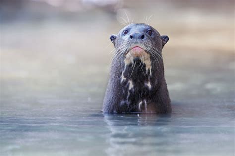 giant river otters of the amazon rainforest sa vacations