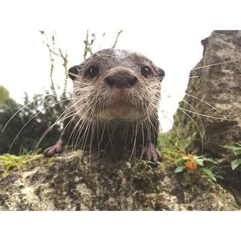 Adopt Our Romp Of Asian Short Clawed Otters For 1 Year