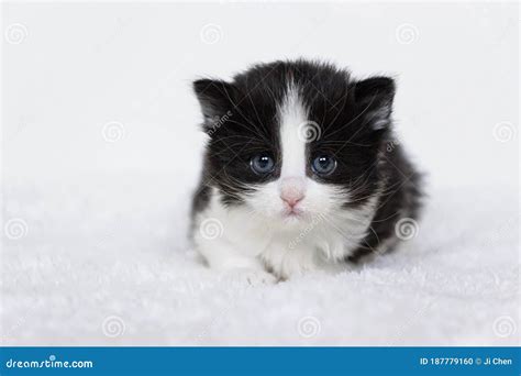 Close Up Of Tuxedo Baby Kitten With White Background Stock Photo