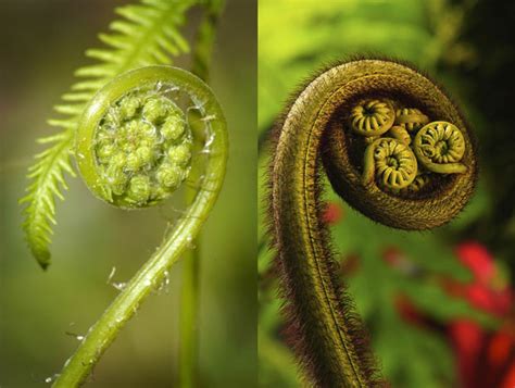 Incredible Examples Of Fractals Found In Nature Photo Gallery