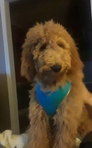Goldendoodles are consistently among the most popular breeds in the united states! Goldendoodle puppy dog for sale in Winston Salem, North ...