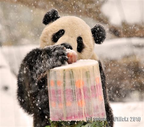 Wallpaper Snow Winter Fur Animal Bear Fauna Snout Giant Panda