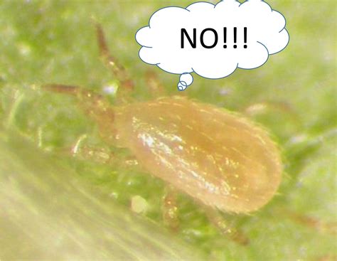 2017 Update 4 Ways You May Be Killing Your Predatory Mites And How To