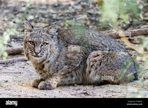 A Bobcat Lynx Rufus In The Desert Tucson Arizona Usa Stock Photo