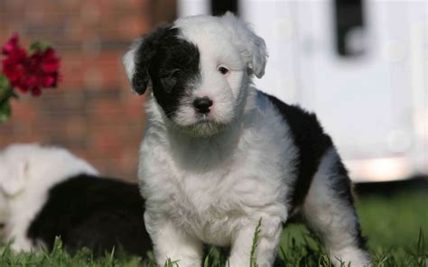 Black And White Old English Sheepdog Wallpaper My Doggy Rocks