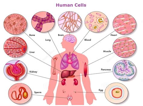 Affordable and search from millions of royalty free images, photos and vectors. human body cells | Anatomy System - Human Body Anatomy diagram and chart images