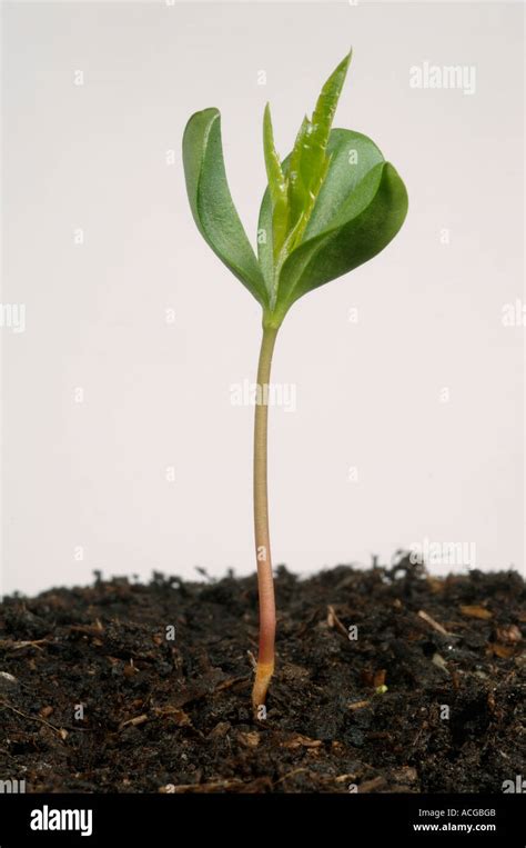 Apple Seedling Malus Communis With Cotyledons And First Two True Leaves