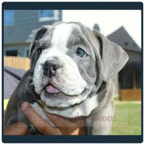 English bulldog rescue network houston (shelter #1110610) x harris county. Blue seal triple carrier english bulldog male for Sale in ...