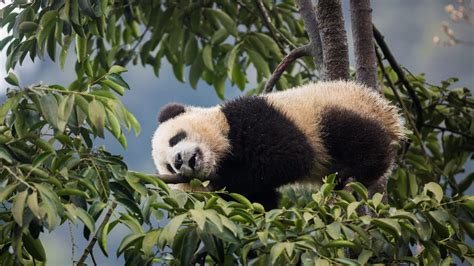 Four Single Wild Giant Pandas Wandering Away From Their Territory Cgtn