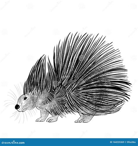 Drawing Of Ink Strokes A Porcupine Stock Vector Illustration Of Black
