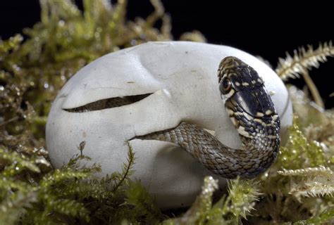 Do Snakes Lay Eggs Everything You Need To Know More Reptiles