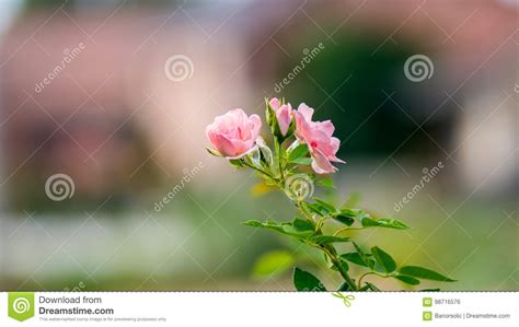 Pink Roses With Stalk And Leaves In Garden And Focus Selected Stock