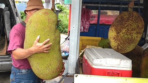 Giant Jackfruit Cutting Skills The King Of Fruits Youtube