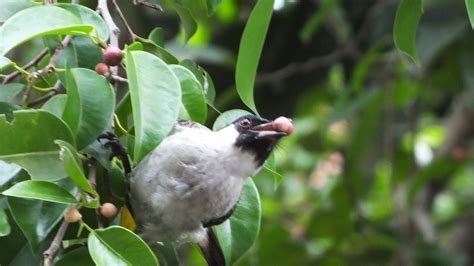 13 Makanan Burung Kutilang Biar Cepat Gacor - avesnesia.com