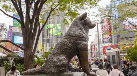 Hachiko The Worlds Most Loyal Dog Turns 100