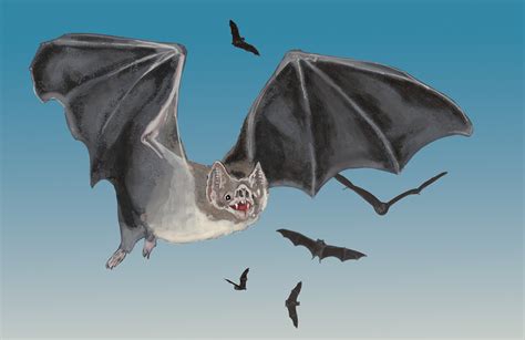Five Things Everyone Should Know About Vampire Bats Grow Magazine