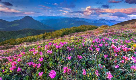 Magic Pink Rhododendron Flowers In The Mountains Summer Sunrise Stock