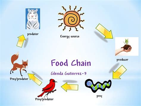 Food Chain Science Anchor Chart