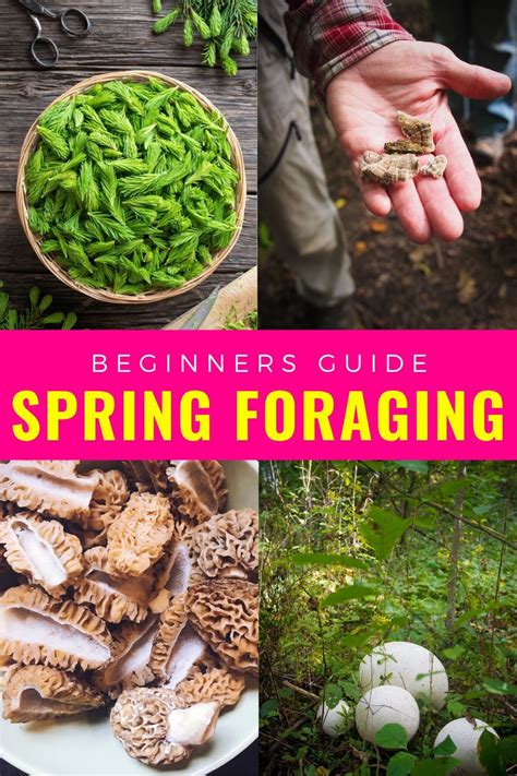 A Beginners Guide To Foraging Edible Plants Foraging Recipes Wild