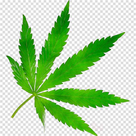 Cannabis Leaf Background clipart - Leaf, Plant, Green, transparent clip art png image