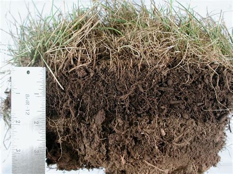 And how do you know when they dethatch and plant grass seed in a single pass. Removing thatch from lawn - DFW Landscaping