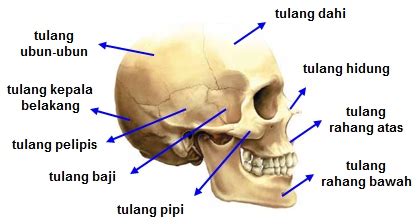 Pengertian, letak, fungsi, struktur dan bagian struktur sumsum tulang belakang (medula spinalis) manusia lengkap. Sistem Rangka Tubuh Manusia