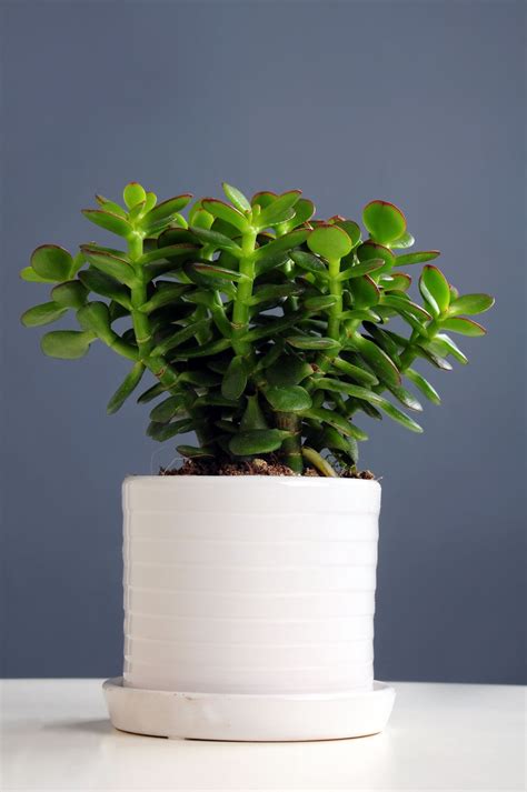 Dress Up Your Home With These Indoor Plants That Dont Need Sunlight