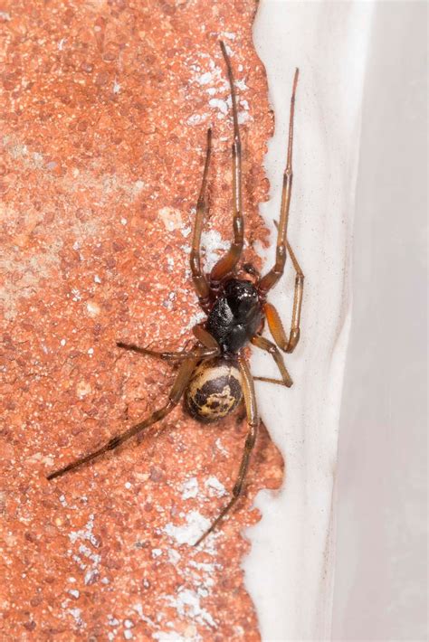 East Glamorgan Wildlife False Widow Spider