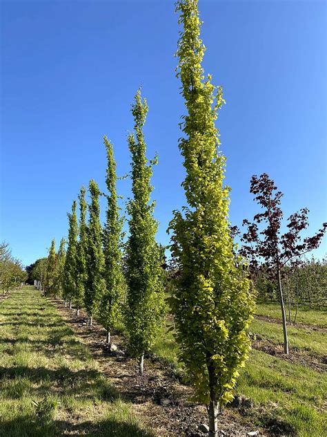 Fagus Sylvatica Dawyck Gold Upright Gold Beech Nangle And Niesen Wholesale Tree Nursery Cork