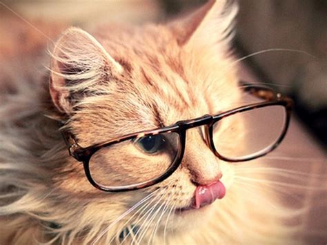 We have gathered many high quality cat wallpapers for those of you who feel. 50 HD Cute Cat Wallpapers for Your Desktop