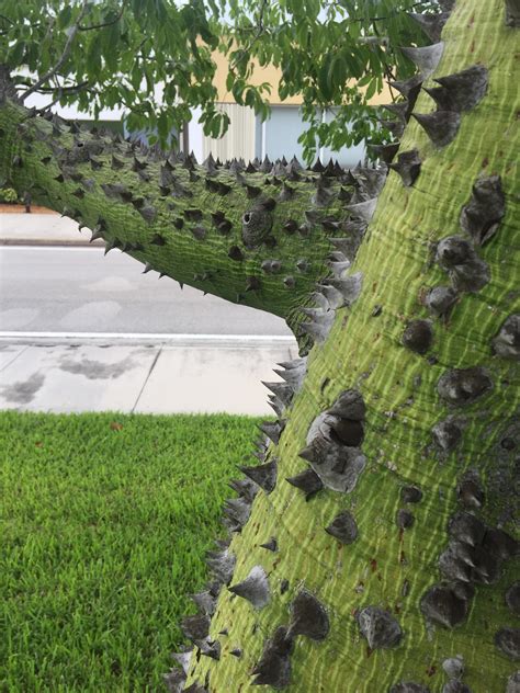 Found This Tree With Thorns Growing Out Of It In South Florida What Is