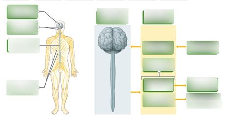 Ch 12 Label Nervous System Diagram Quizlet