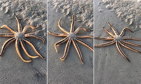 The Starfish That Can Walk Beach Goer Captures Sea Creature Crawling