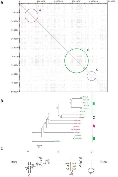 Genomic Structure Palindrome Prediction And Phylogeny In Human Mage A