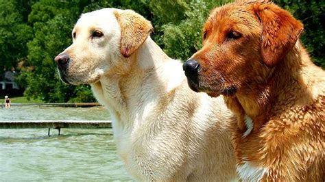 ¿en Que Se Diferencian Los Perros De Las Perras El Diario De Carlos Paz