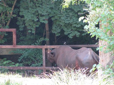 Pittsburgh Zoo Black Rhinoceros Pinky Earl Flickr