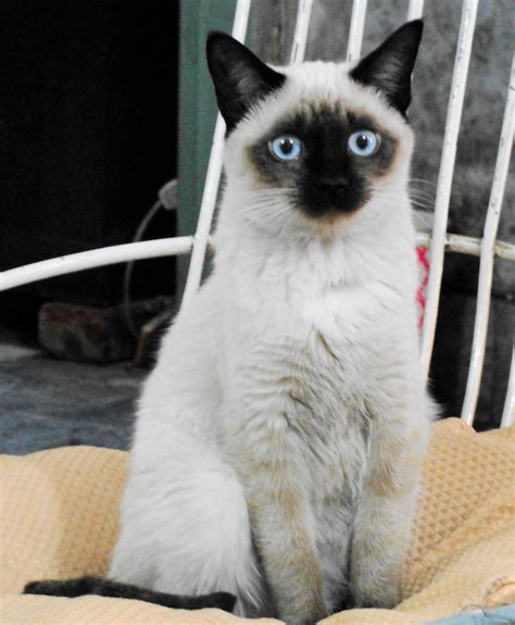 Certainly not all siamese cats are mean. File:Siamese Cat Female.jpg - Wikimedia Commons